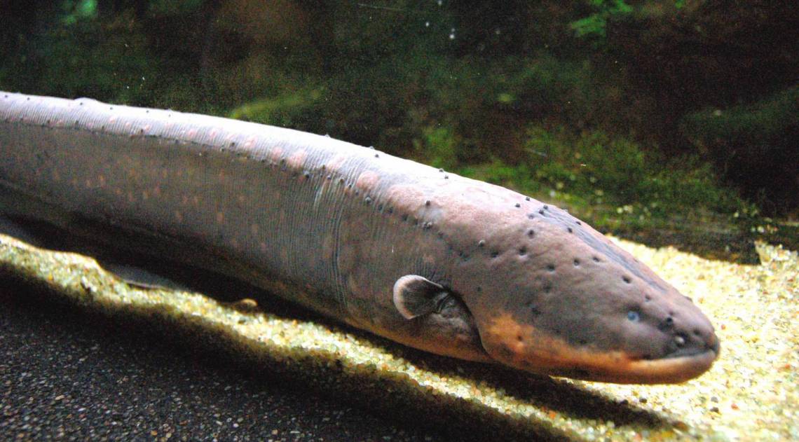 Poraquê é encontrado em regiões da bacia amazõnica - Wikimedia Commons