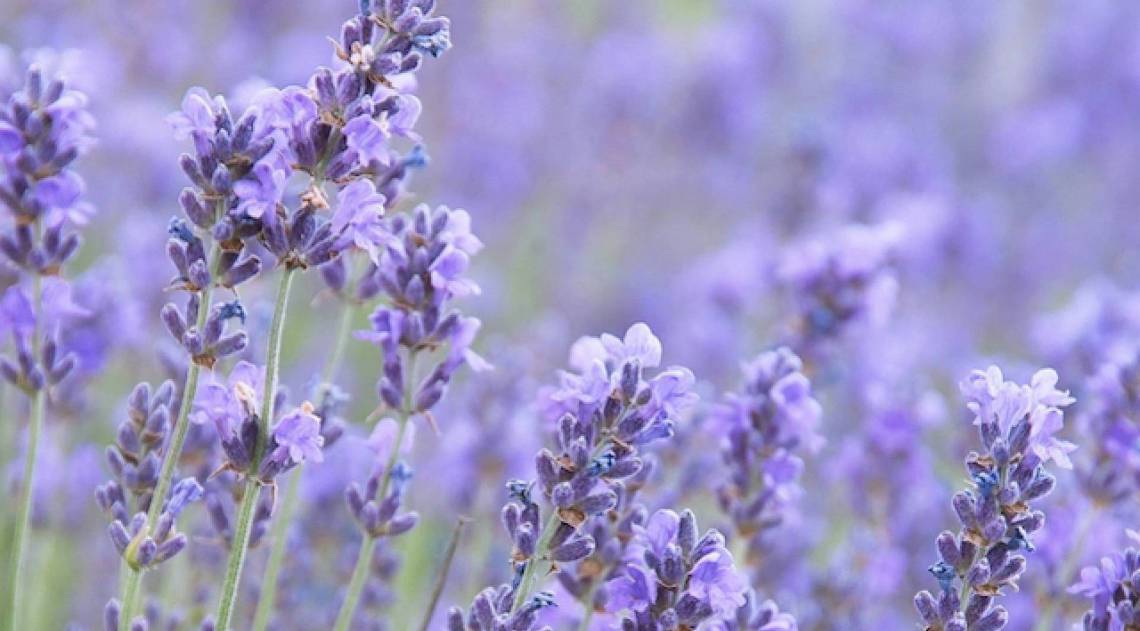 Alfazema - Reprodução de internet