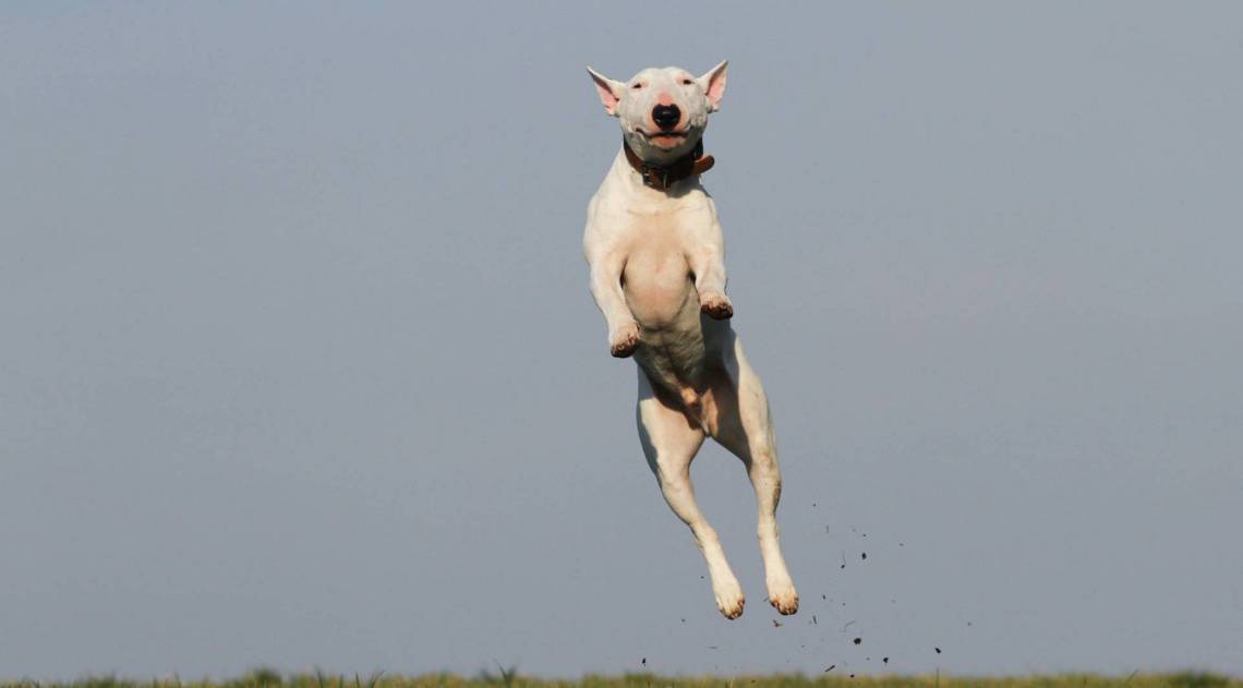 Quando o cachorro precisa de adestrador - pexels