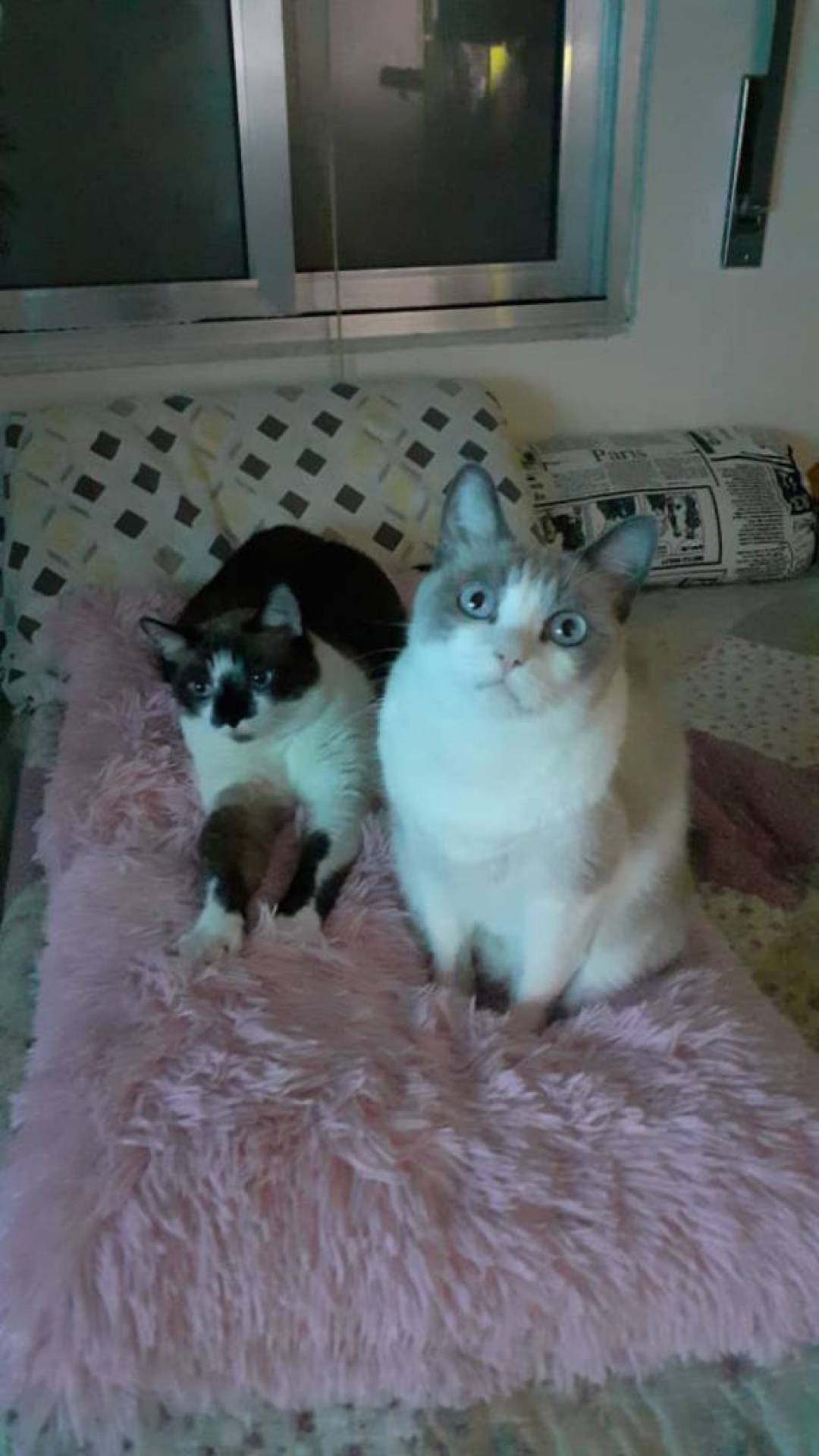 Gatos Bolota e Sapeca