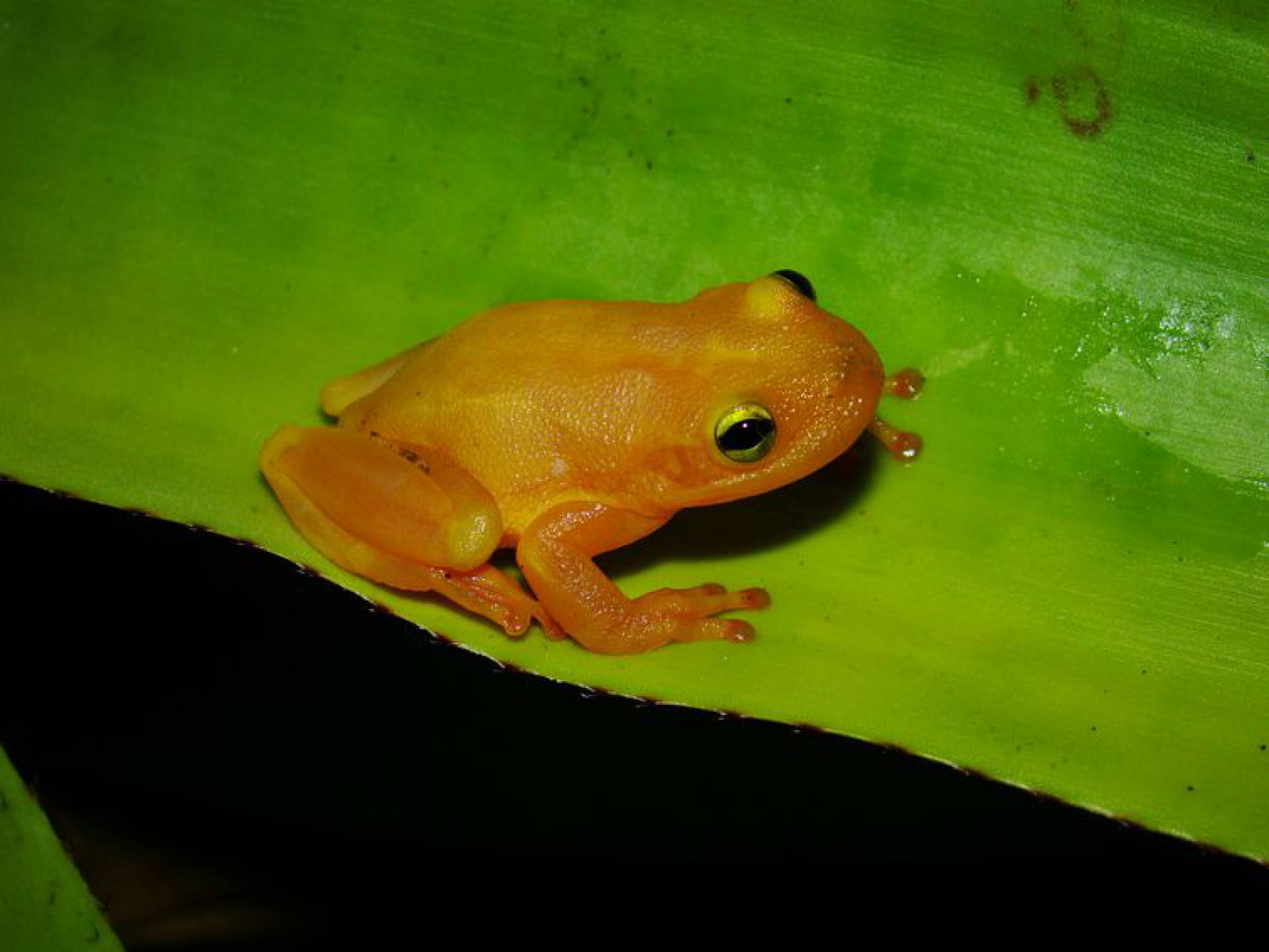 Nova espécie de perereca é descoberta na Bahia O Dia - Brasil