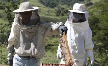 CNA leva produtores brasileiros de mel para missão comercial no Chile