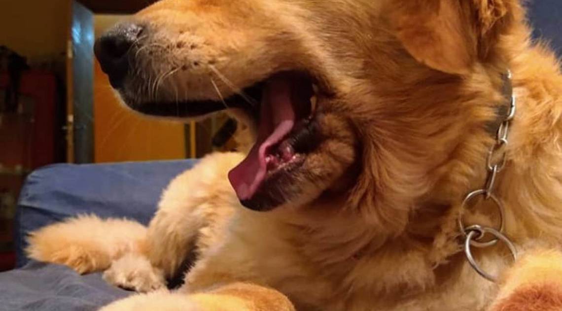 Pérola. Arquivo pessoal - Arquivo pessoal