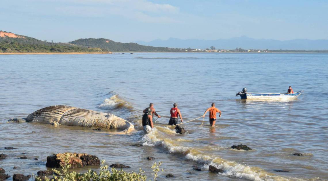 Baleia jubarte encontrada morta no mangue de pedra em BÃºzios  - Prefeitura de BÃºzios 