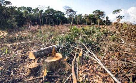 Crimes ambientais na Amazônia têm ramificações em 24 estados 