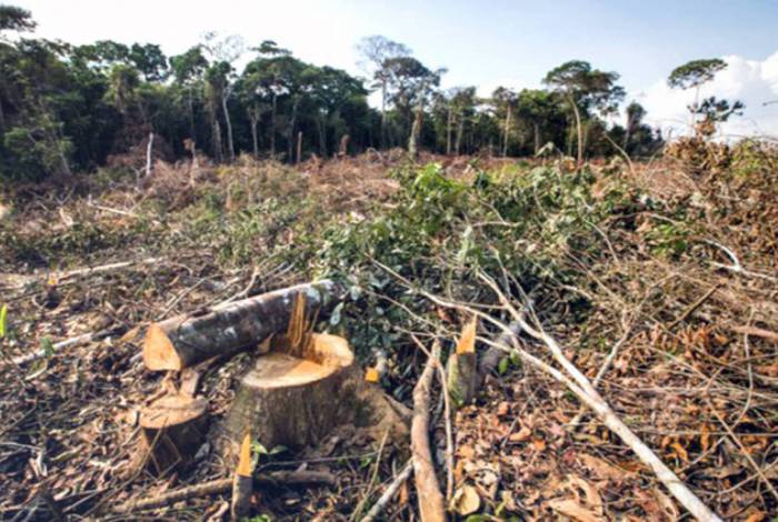 Devastação da floresta: 1.034,4km² de área desmatada na Amazônia em junho, segundo o Deter 
