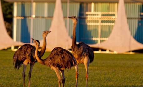 Polícia Federal diz que identificou um suspeito da tentativa de invasão do Alvorada