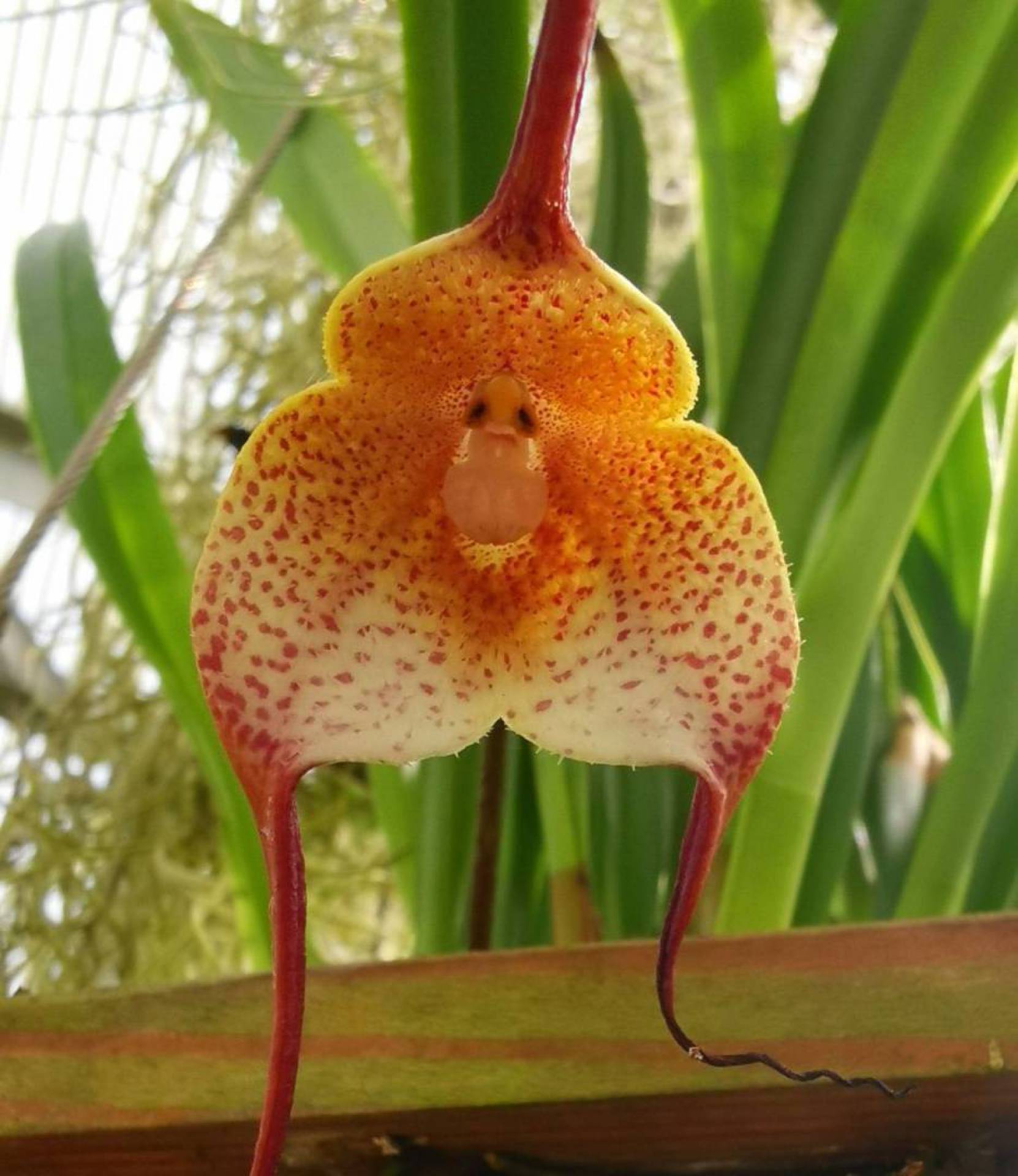 Feita em laboratório? Orquídea com rosto de macaco intriga internautas  Jornal MEIA HORA - Tem que ver para crer