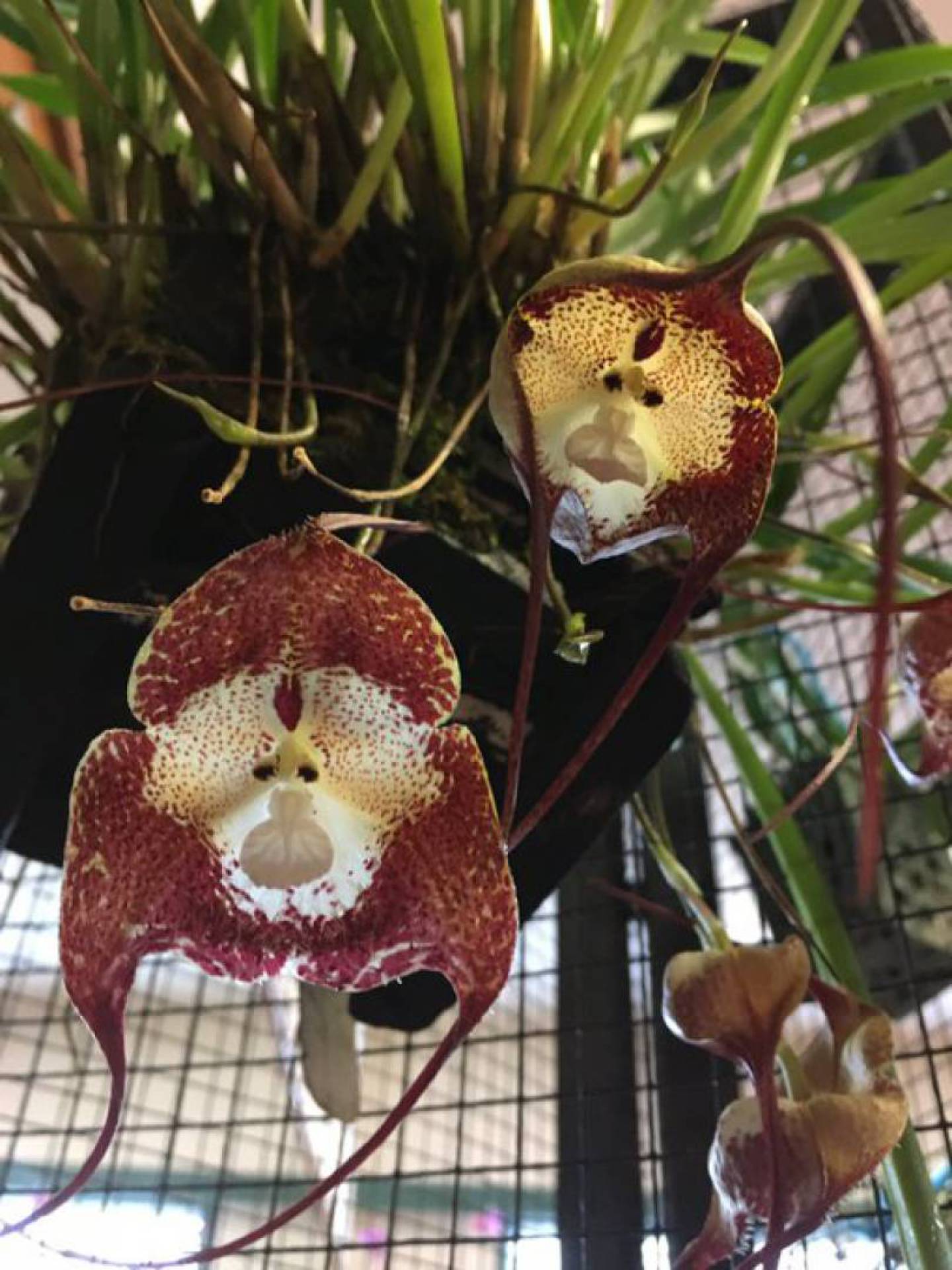 Planta com rosto de macaco? Entenda o mistério por trás da orquídea Dracula  | Mundo e Ciência | O Dia