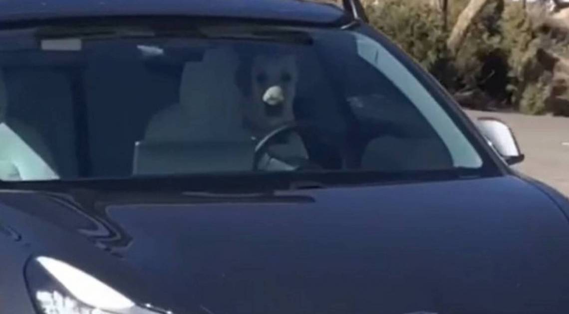 cão motorista viralizou na internet - Reprodução