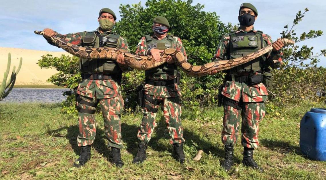 Animal foi medido por policiais do Cipam - Cipam RN / Divulgação