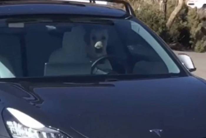 Vídeo de cão motorista em carro de luxo viraliza na Internet; veja
