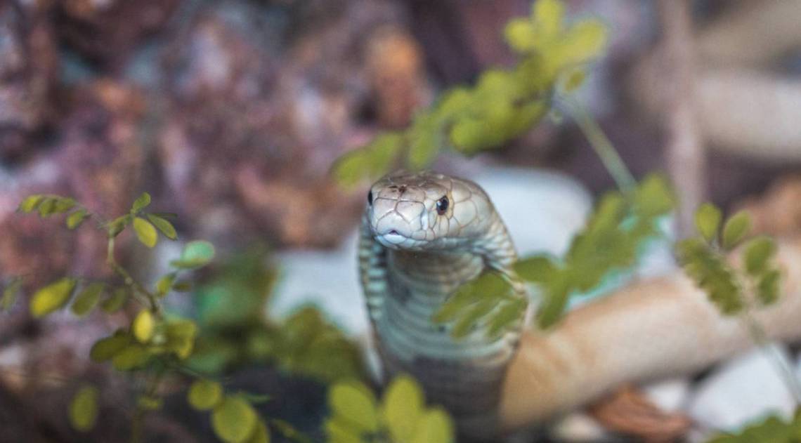 Ibama deve ser consultado quando se deseja ter cobra como animal de estimação