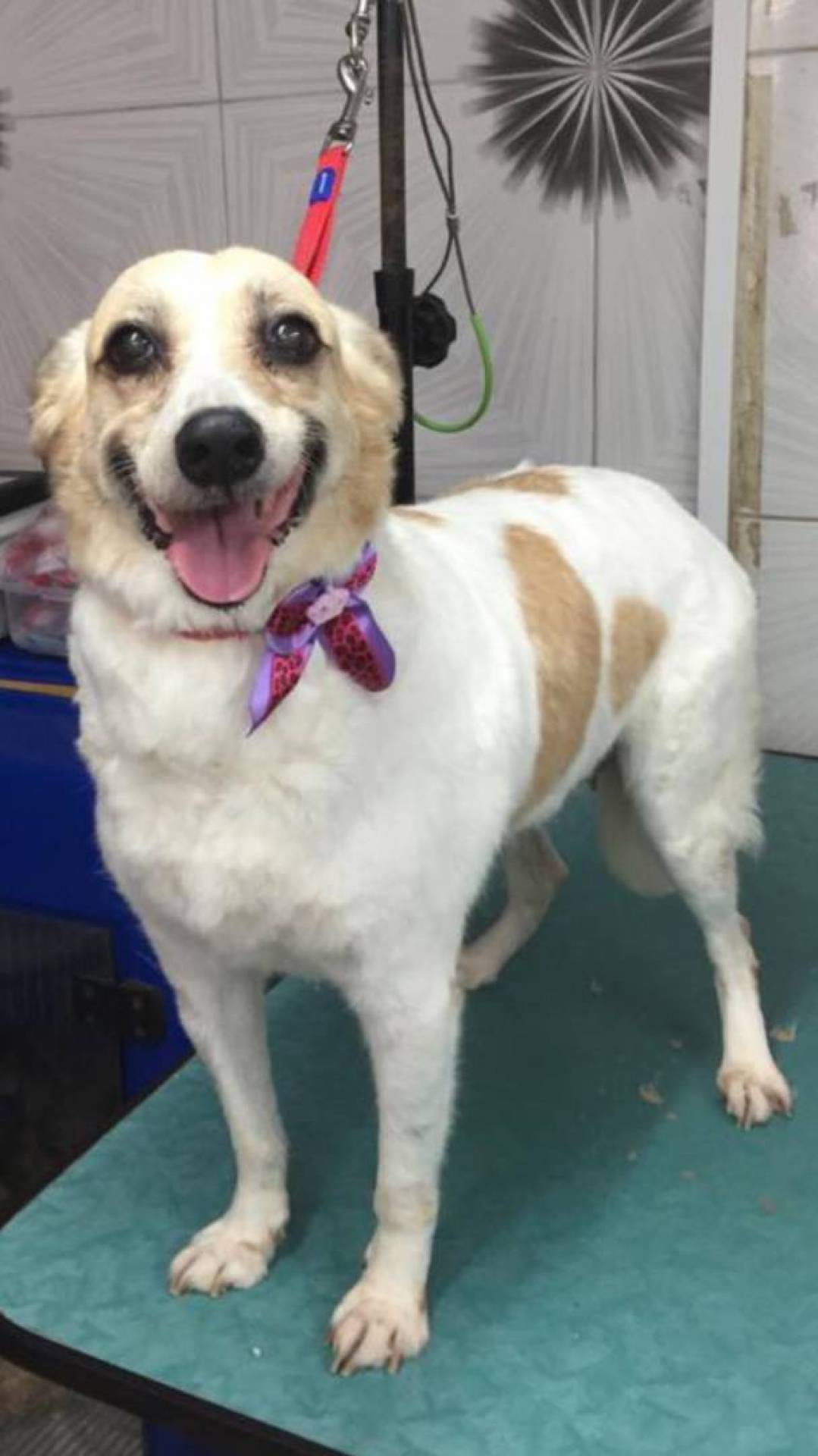 Bicho do leitor: Nina