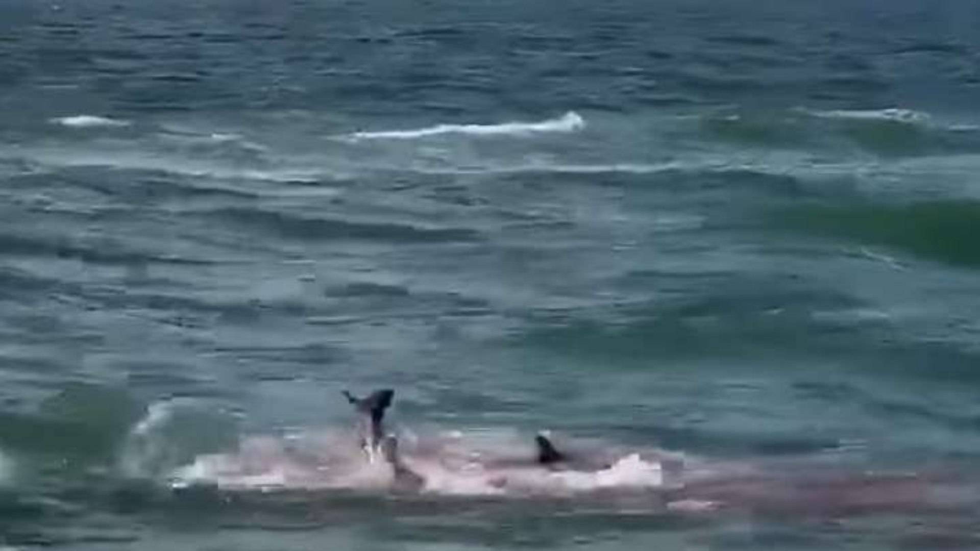 V&iacute;deo: Tubar&otilde;es atacam golfinhos e mar fica vermelho de sangue
