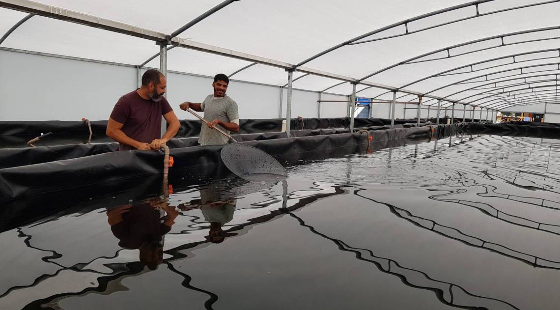 Projeto de cria&ccedil;&atilde;o de camar&atilde;o em Guapimirim