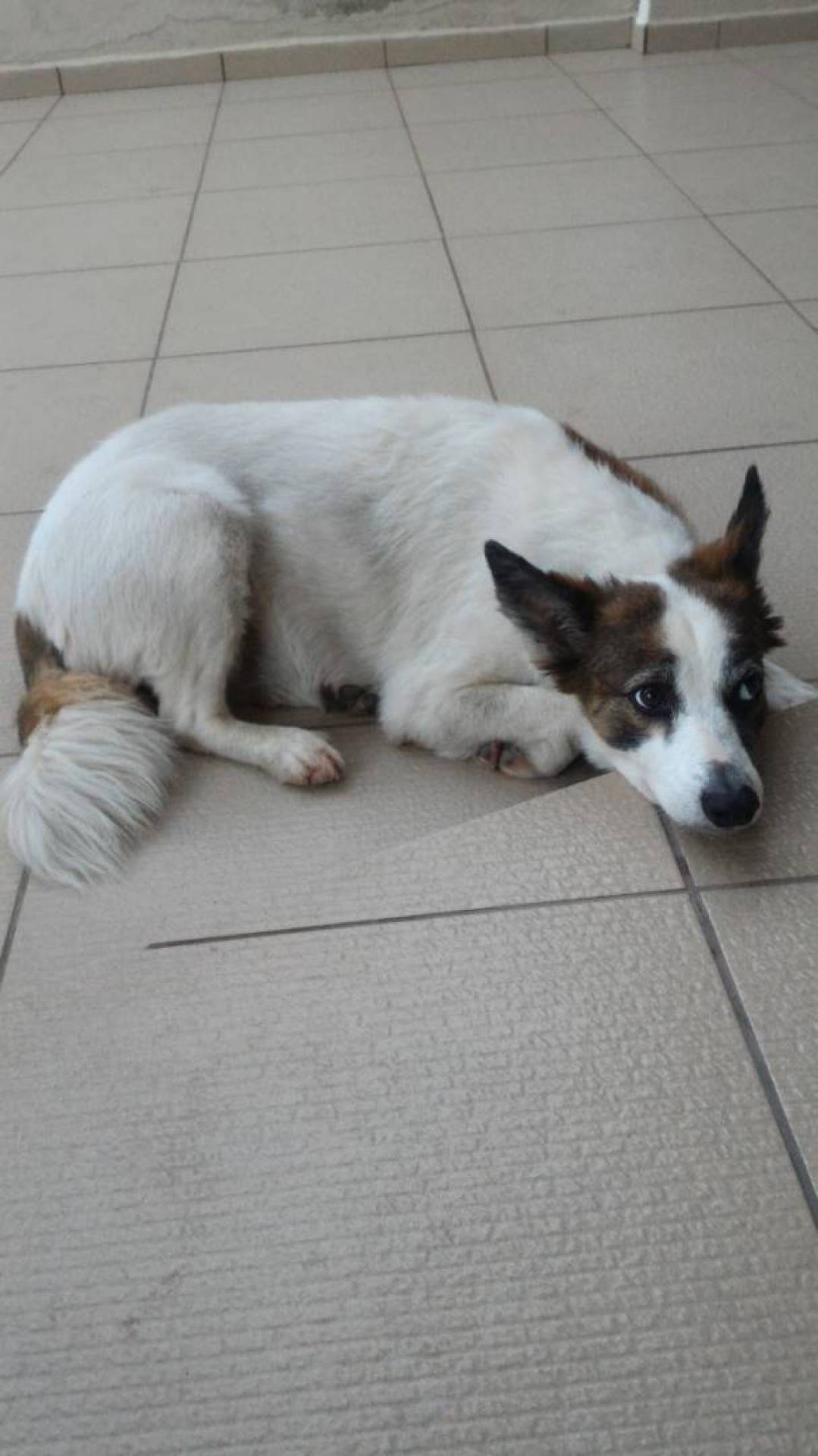 Bicho do leitor: Nina