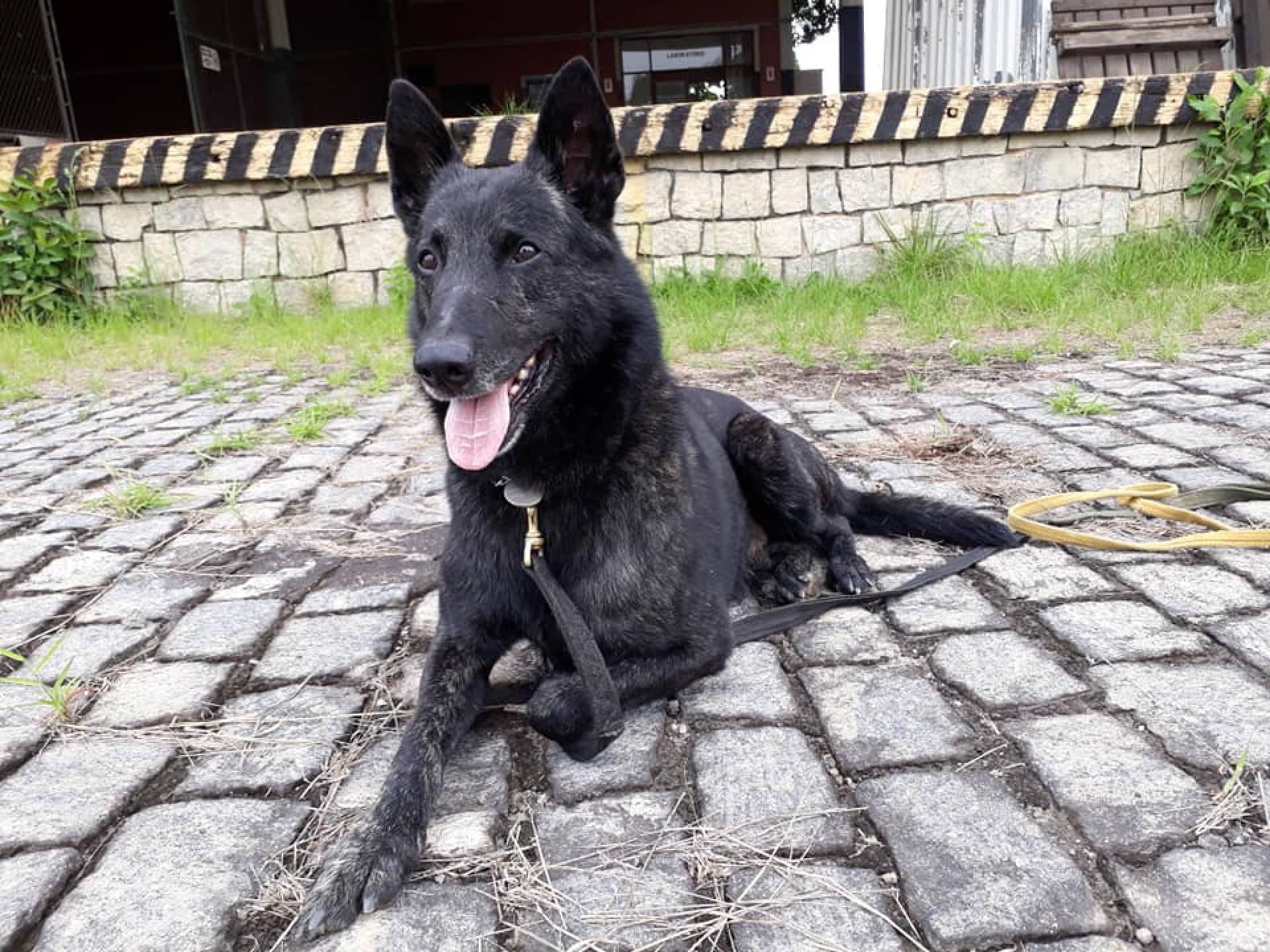 Guarda Municipal de Teres&oacute;polis faz homenagem p&oacute;stuma a agente canino 