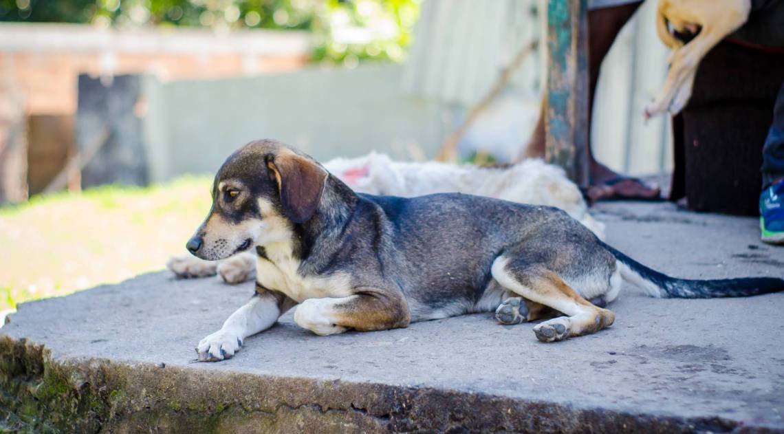 ZONA OESTE - ANIMAIS - Após morte da dona, cerca de 100 animais estão sob cuidados da ONG Paraíso dos Focinhos