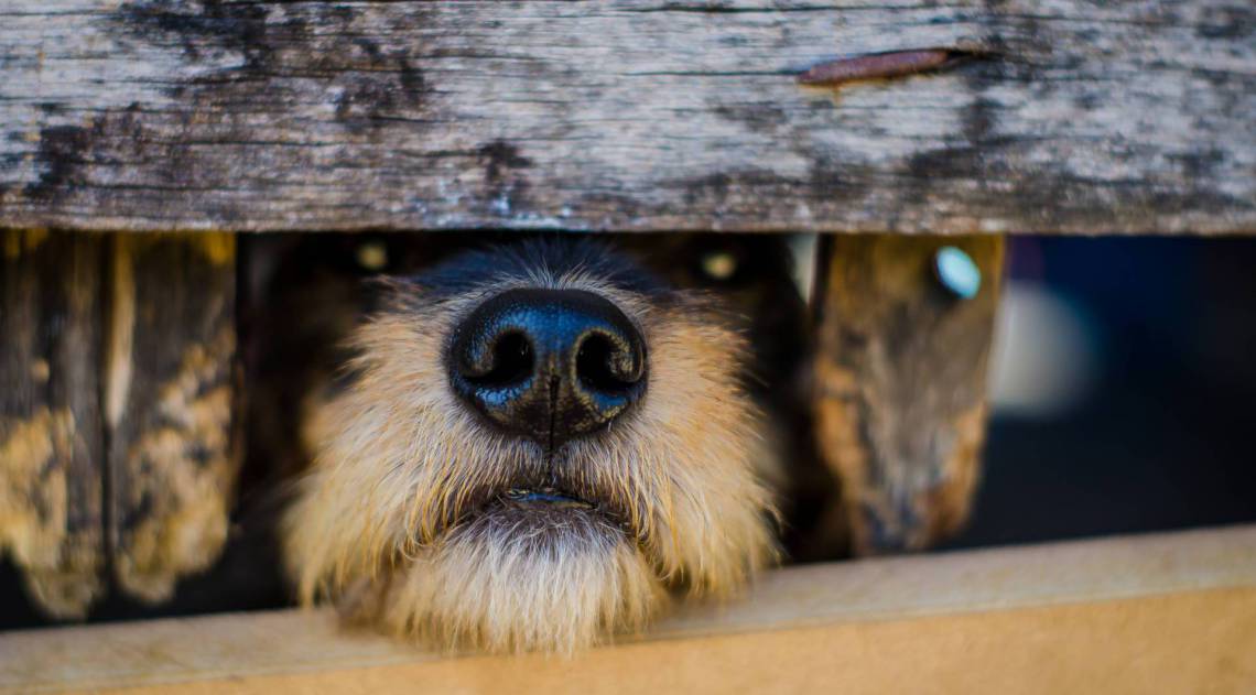 ZONA OESTE - ANIMAIS - Após morte da dona, cerca de 100 animais estão sob cuidados da ONG Paraíso dos Focinhos