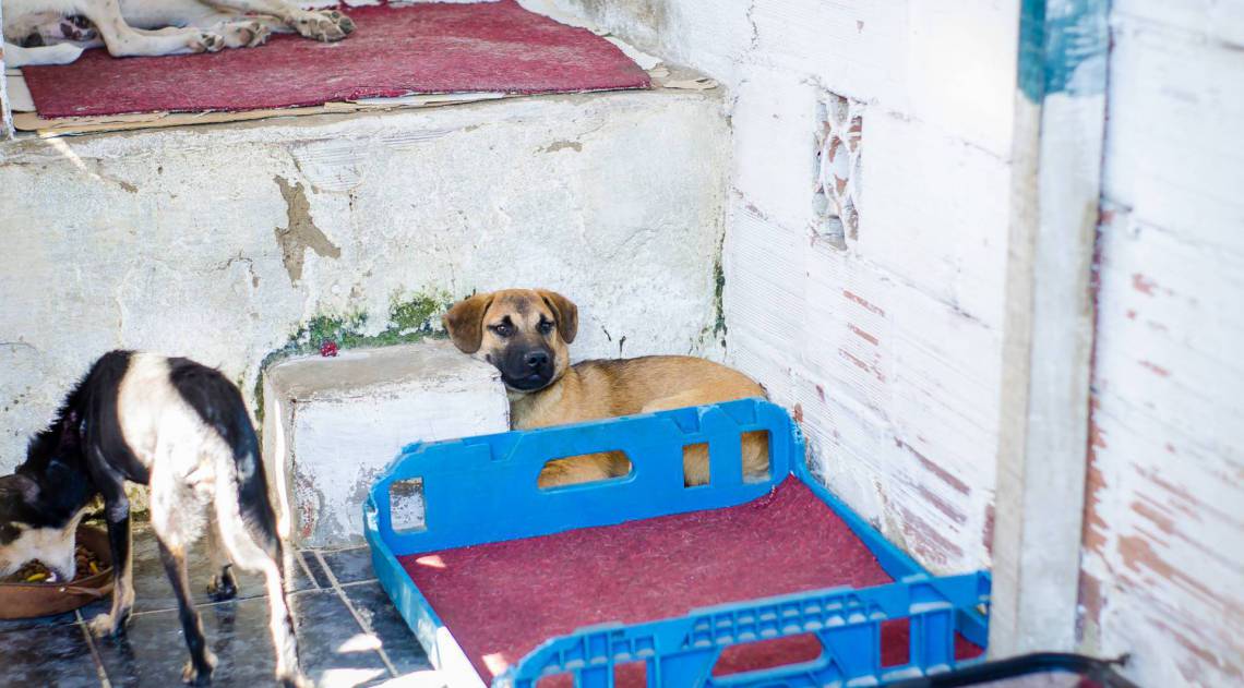 ZONA OESTE - ANIMAIS - Após morte da dona, cerca de 100 animais estão sob cuidados da ONG Paraíso dos Focinhos