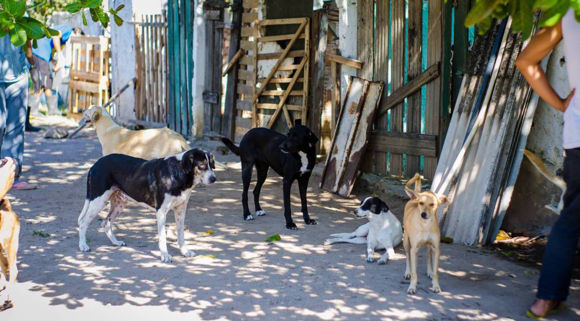 ZONA OESTE - ANIMAIS - Após morte da dona, cerca de 100 animais estão sob cuidados da ONG Paraíso dos Focinhos