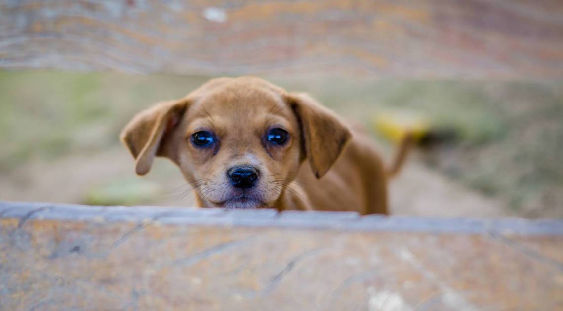 ZONA OESTE - ANIMAIS - Após morte da dona, cerca de 100 animais estão sob cuidados da ONG ParaÃso dos Focinhos