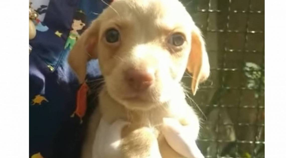 Galak, apto para ado&ccedil;&atilde;o na Subem