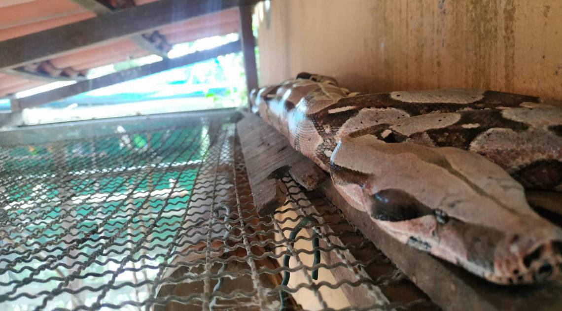 Uma das jiboias resgatadas esta semana na cidade e devolvidas &agrave; natureza - Divulga&ccedil;&atilde;o / Guarda Ambiental de Niter&oacute;i