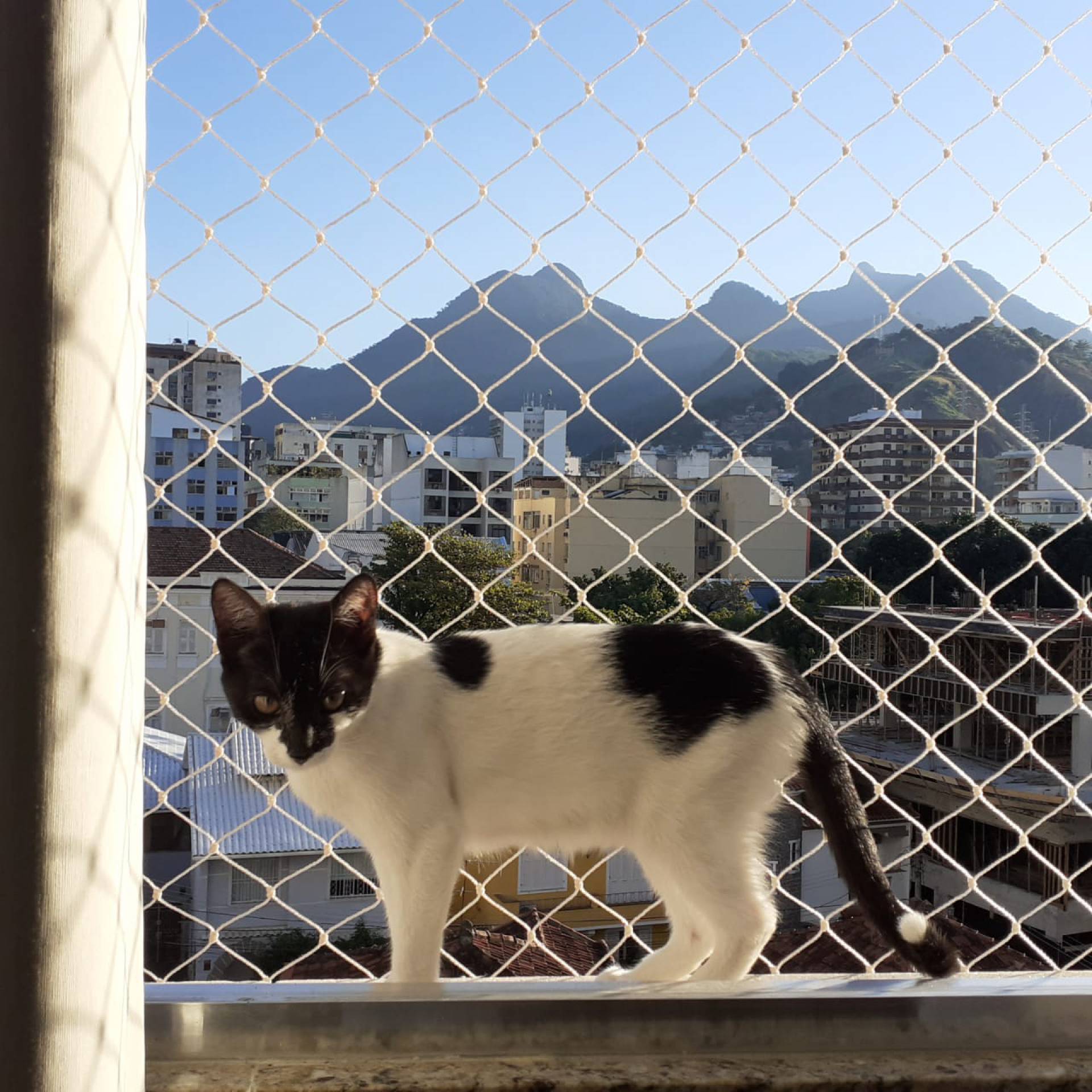 Bicho do leitor: Fofa