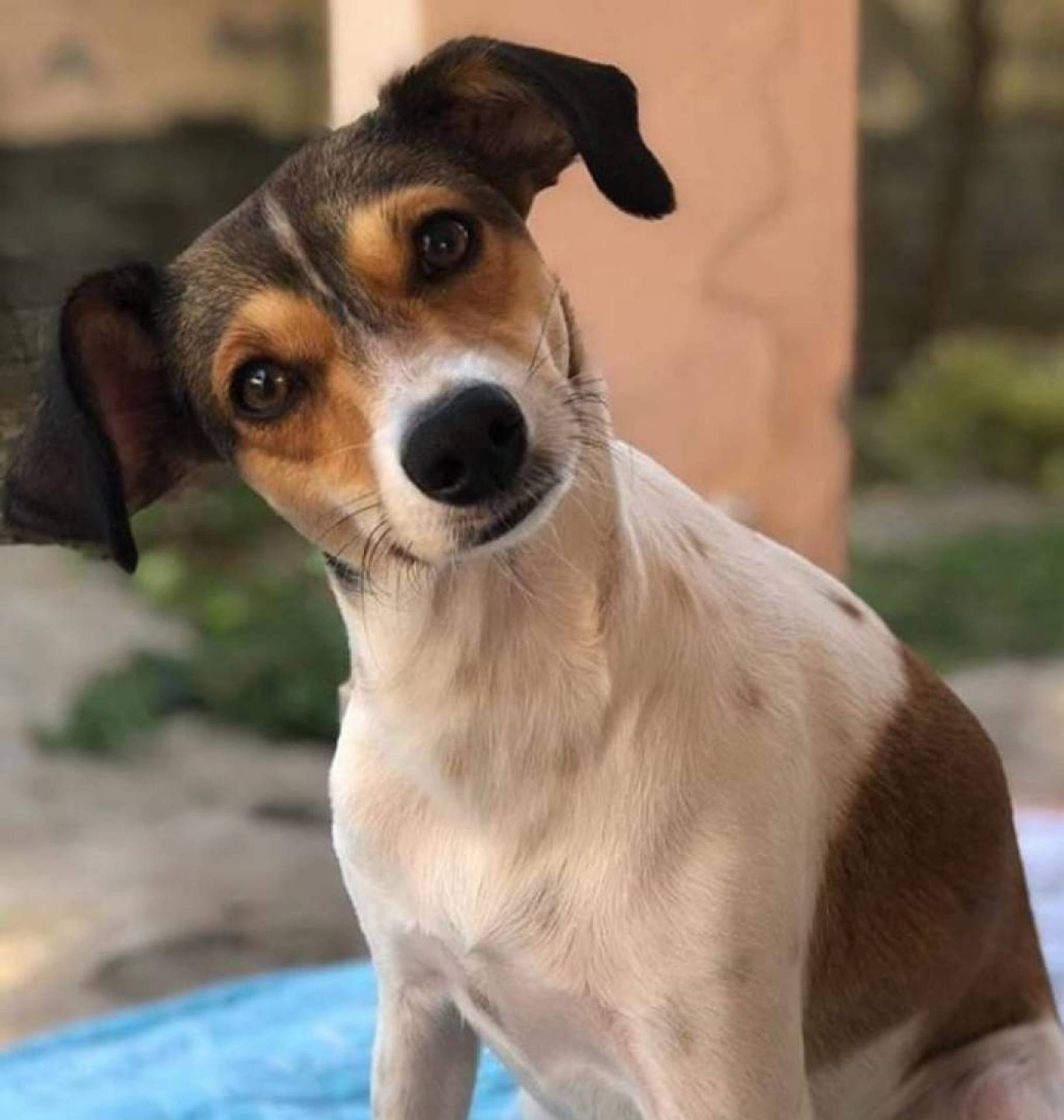 Bicho do leitor: Maia