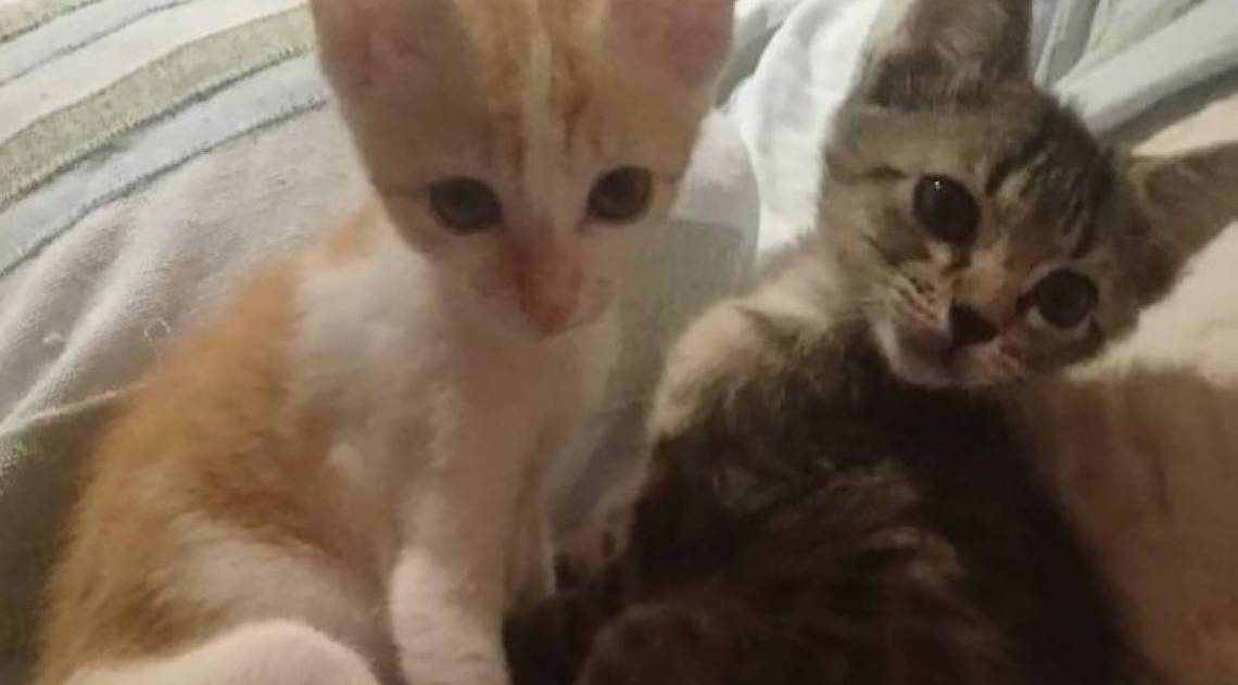 Receptivos e carinhosos, Angel e Paul foram resgatados com dois dias de vida dentro de uma caixa de papelão. Hoje, estão com 75 dias