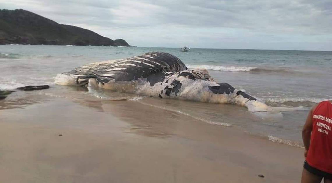 Baleia Jubarte encontrada na Praia Brava em Búzios  - Búzios Notícias 