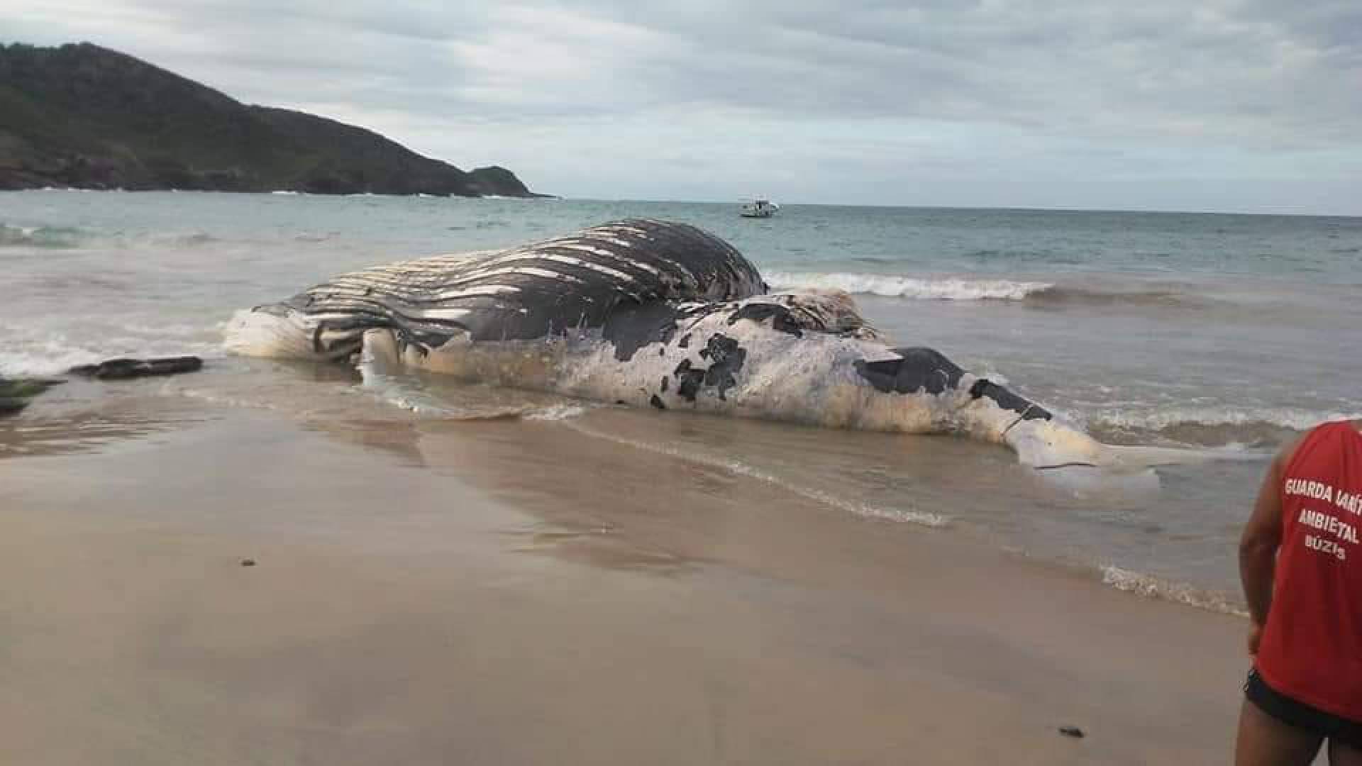 Baleia Jubarte &eacute; encontrada morta na Praia Brava em B&uacute;zios 