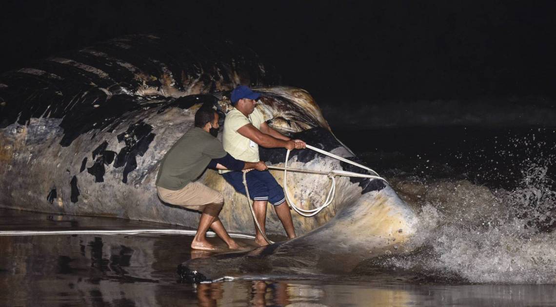 Baleia Jubarte retirada da Praia Brava  - Prefeitura de Búzios 