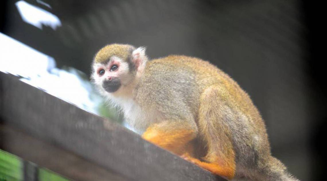 Projeto do ICTB/Fiocruz com macacos-de-cheiro para estudos sobre coronavírus