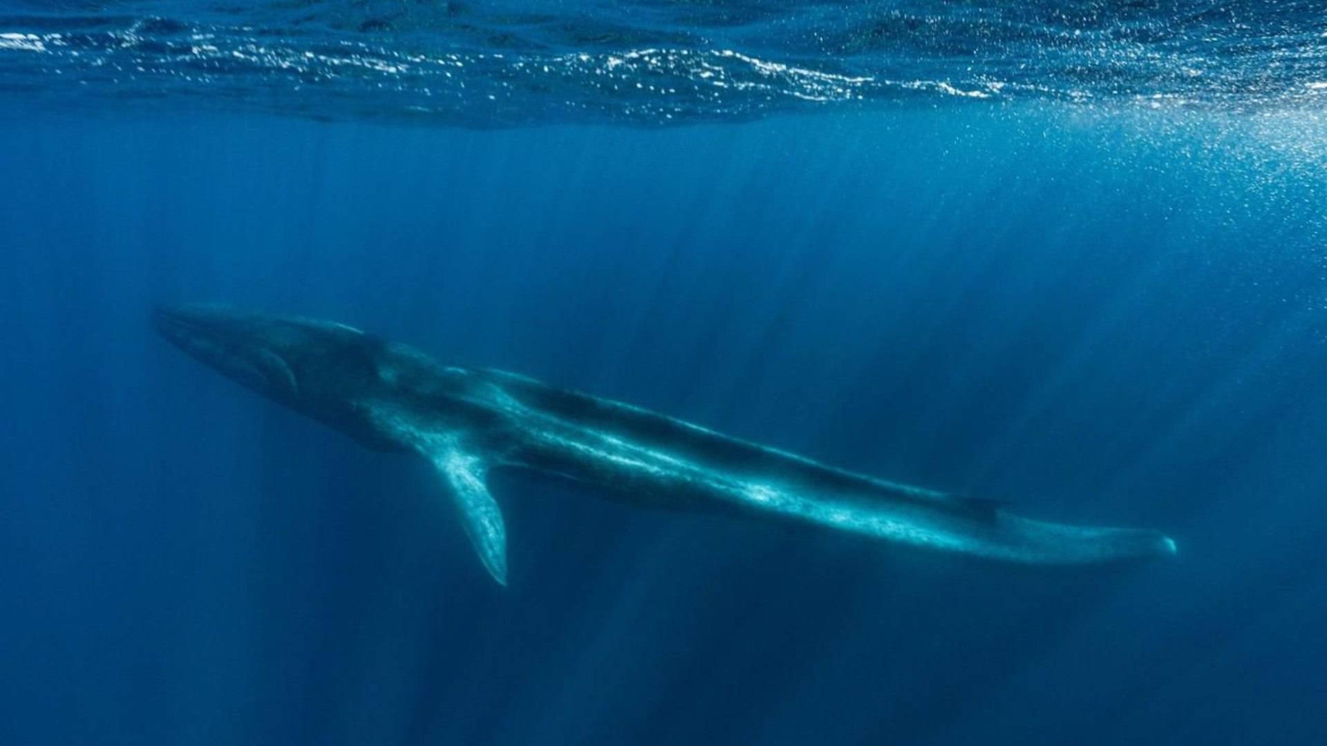 Mulher é esmagada por duas baleias-jubarte e fica gravemente ferida