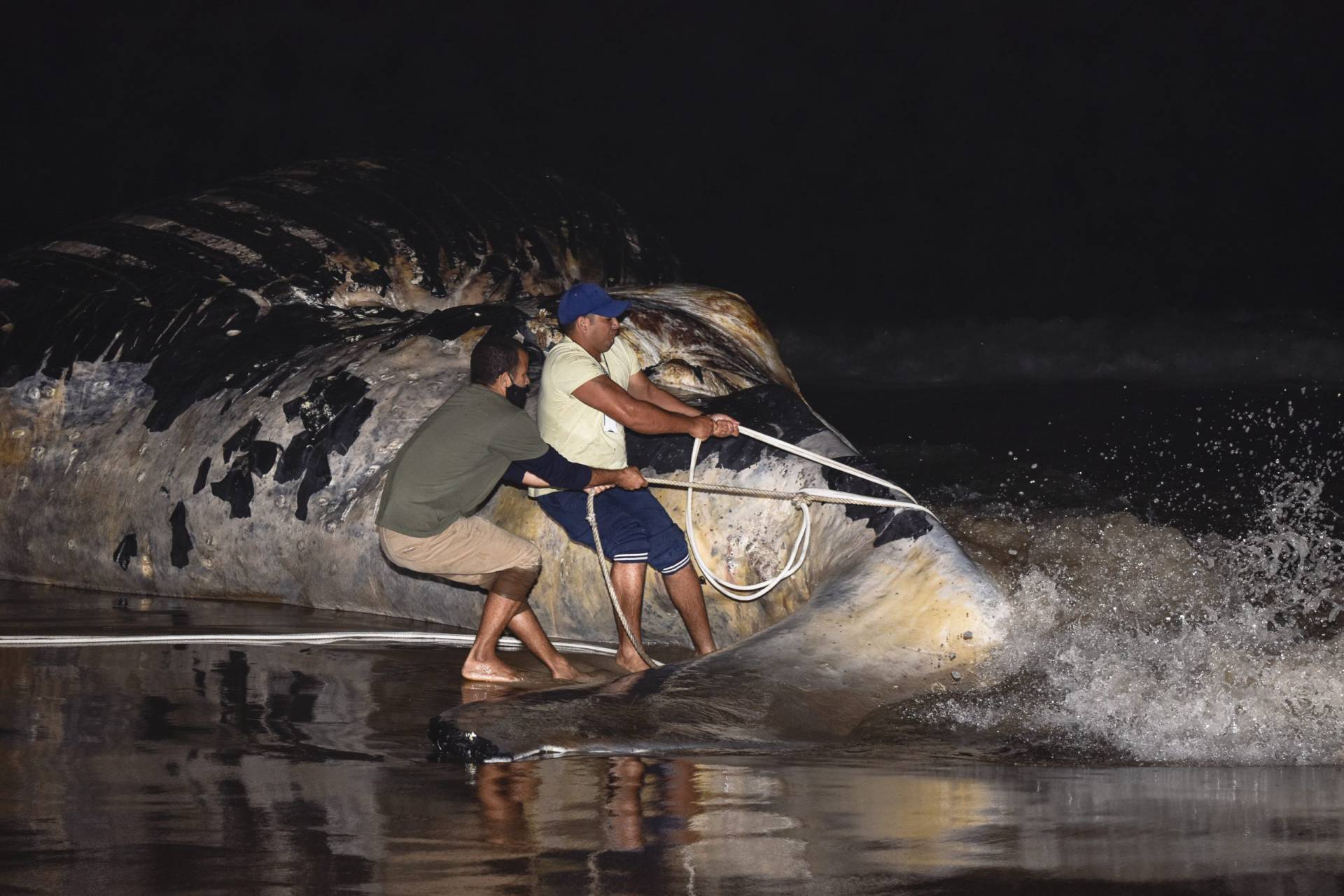 Búzios retira carcaça de baleia da Praia da Brava