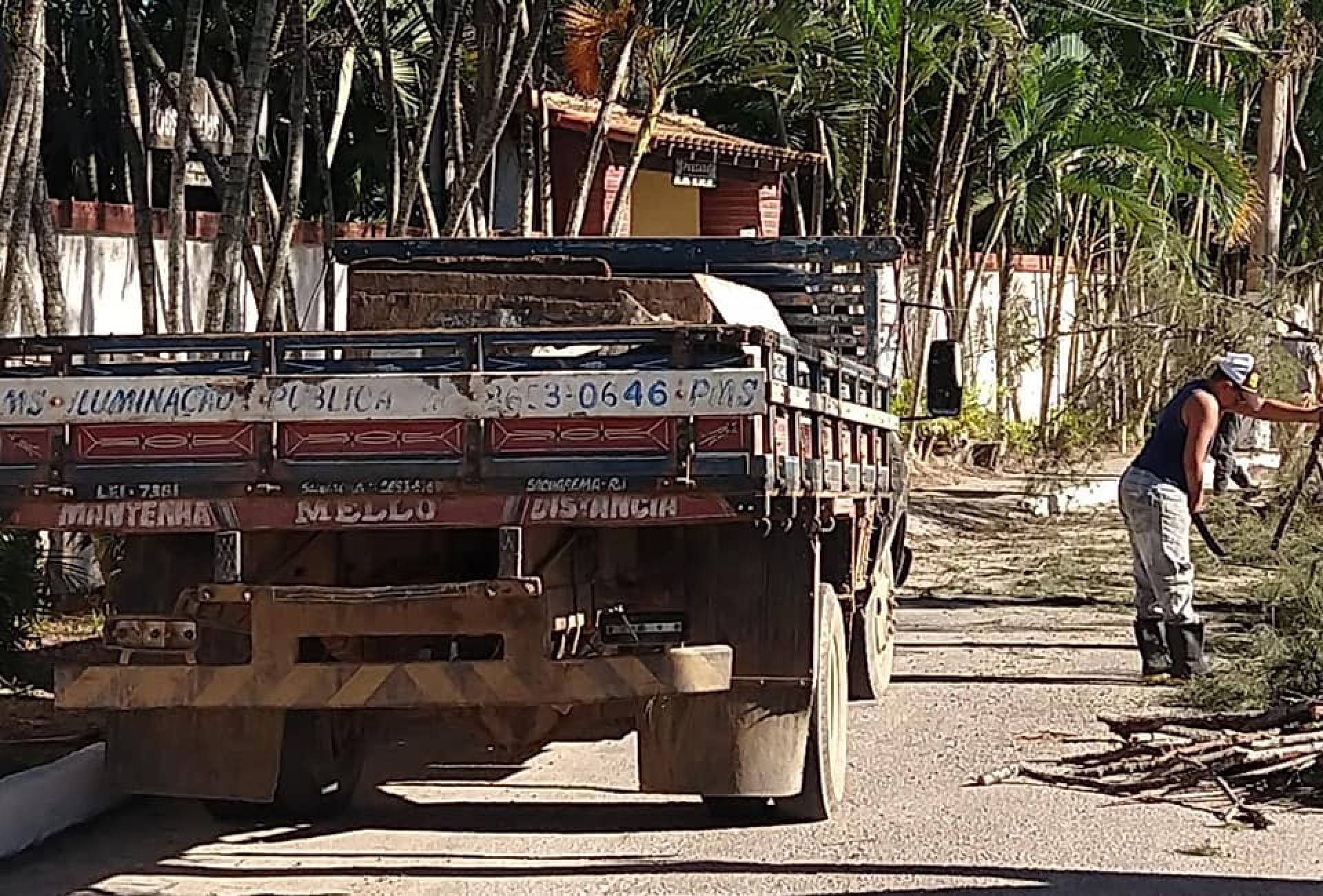 Casuarinas são arrancadas de rua em Itaúna   O Dia