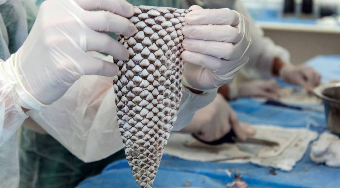 Tratamento para queimaduras com pele de tilápia é estudado no Ceará  - Viktor Braga/Universidade Federal do Ceará