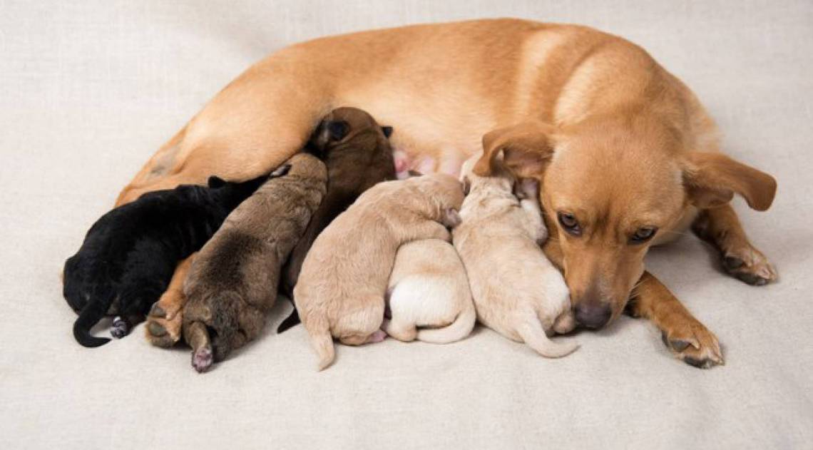 Cadela amamentando os filhotes - Reprodução/Shutterstock