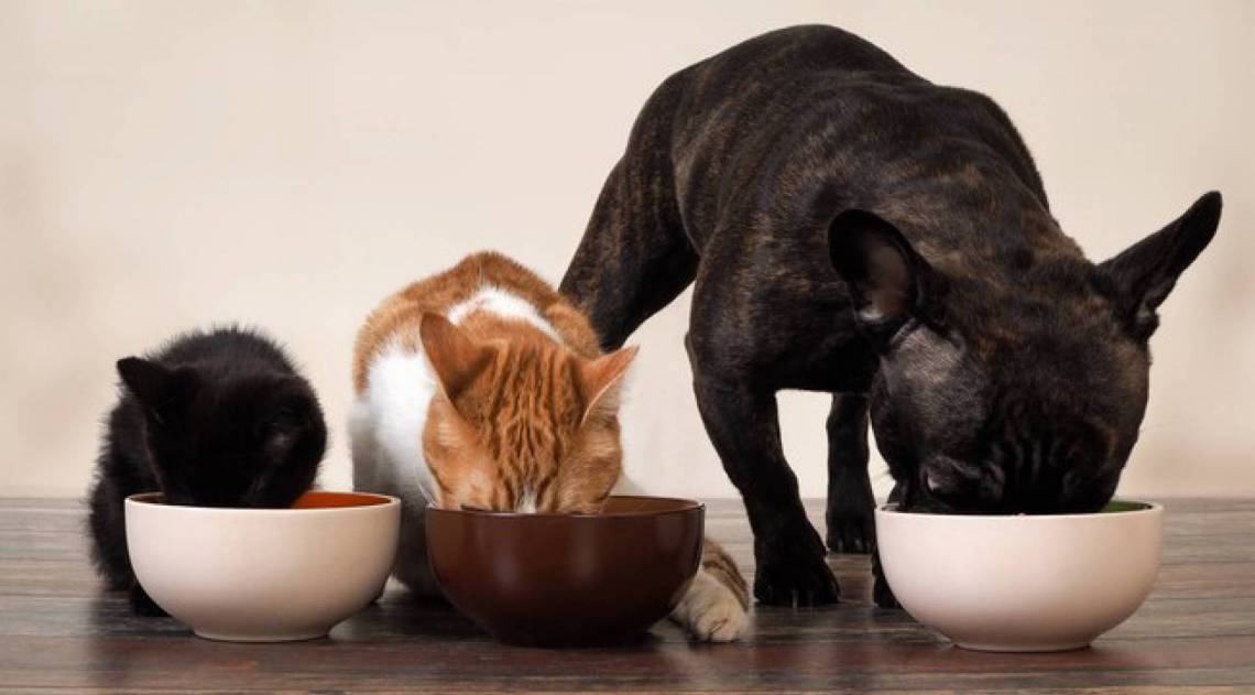 Alimentação natural para os pets - Shutterstock