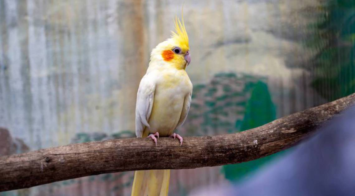Calopsitas: cuidados de limpeza
