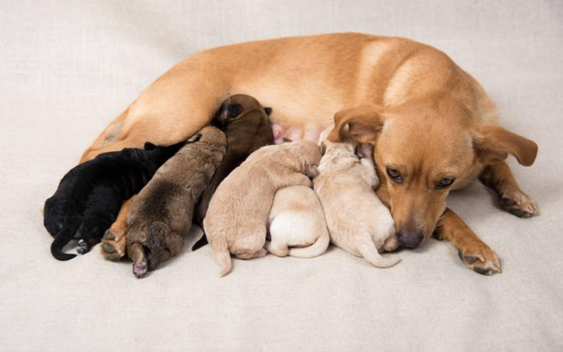 Agosto dourado: foco na amamentação