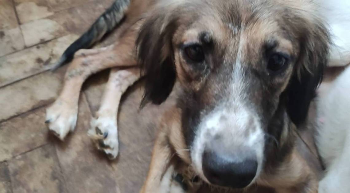 Prefeitura resgata 40 cÃ£es em apartamento  - DivulgaÃ§Ã£o 