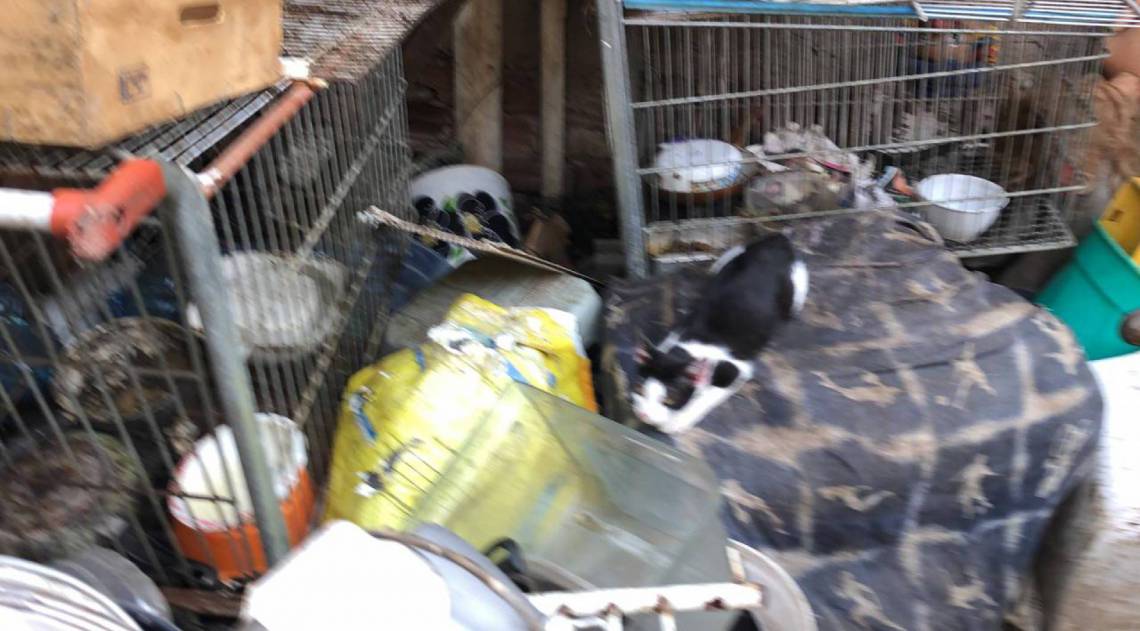 Animais eram mantidos em meio à sujeira 