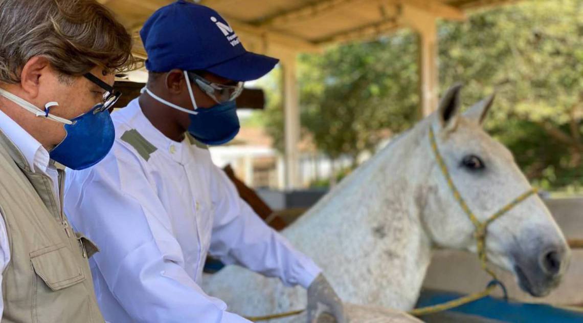 Soros produzidos por cavalos têm anticorpos potentes para covid-19 - Arquivo / Instituto Vital Brasil