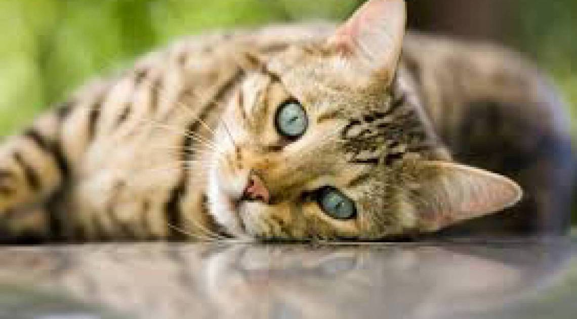 Sonhar com gato: o que significa?
