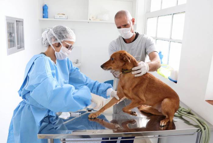 Prefeitura do Rio retoma agendamento de castra&ccedil;&otilde;es nas unidades da Vigil&acirc;ncia Sanit&aacute;ria