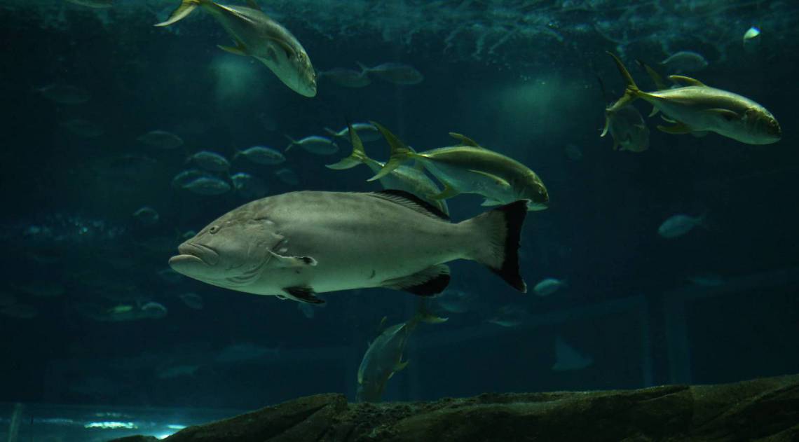 Rio,15/08/2020 -COVID-19 -CORONAVIRUS,GAMBOA,Aquario Marinho, Reabertura segura e gladual do AquaRio.Na foto, Aquario.Foto: Cleber Mendes/AgÃªncia O Dia